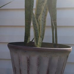 Sanseveria Laurenti Plant 
