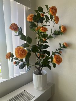 3ft Camellia Orange Flower Plant 