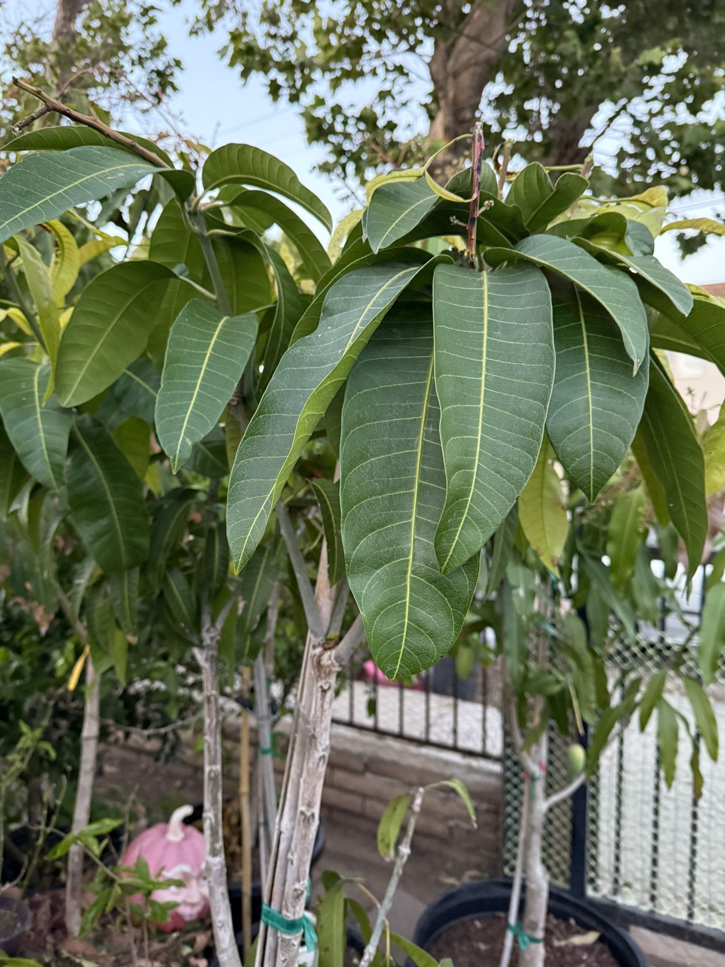 Thai Mango Tree