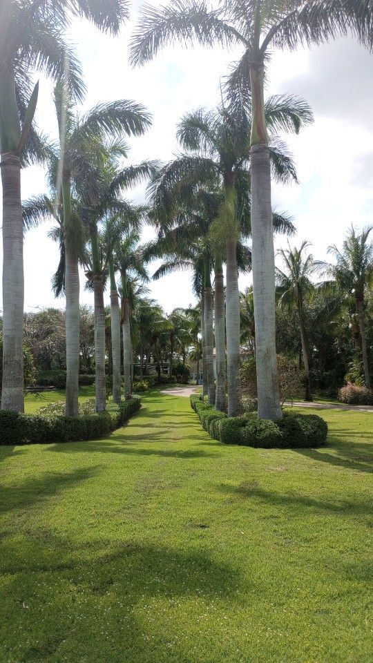 Palm Tree Trim