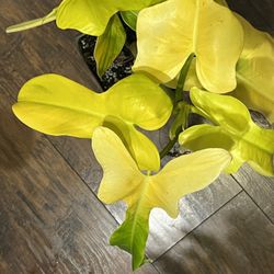 Golden Horseshoe Plant Cutting (pls Read Description Below