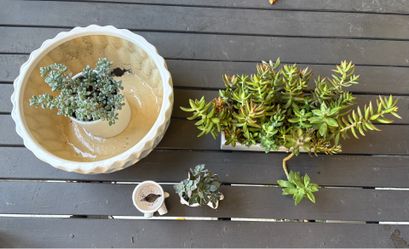 Succulents and Pots