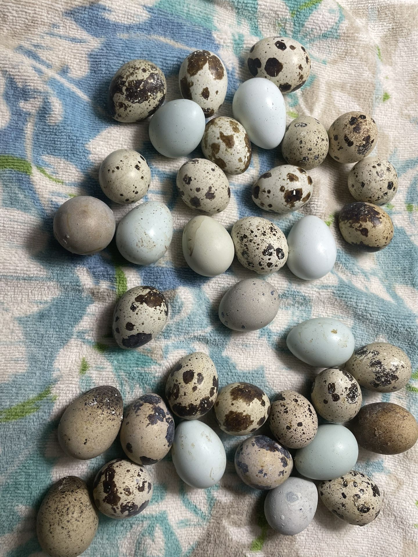 Quail €ggs