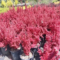 Plants,shrubs, Grasses, Flowers, Conifers For Sale