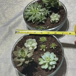 Succulent Plant Bowls 