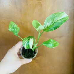Monstera Lechleriana Variegated