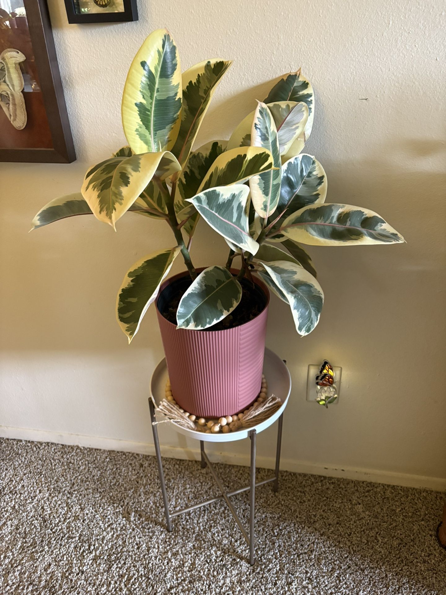 Rubber Tree 🪴 PLANT FOR SALE