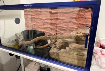 Phailozoo Reptile Enclosure with Accessories