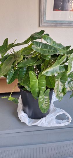 Philodendron Outdoor Indoor Plant