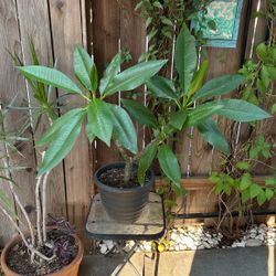 Plumeria