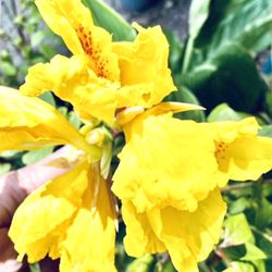 Bright, Yellow Flower, Canna Plants