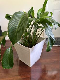 Mature Peace Lily + 14’’ Decorative Planter