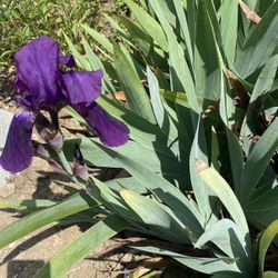 iris dark Purple