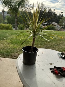 5 Gallon Yucca Palm