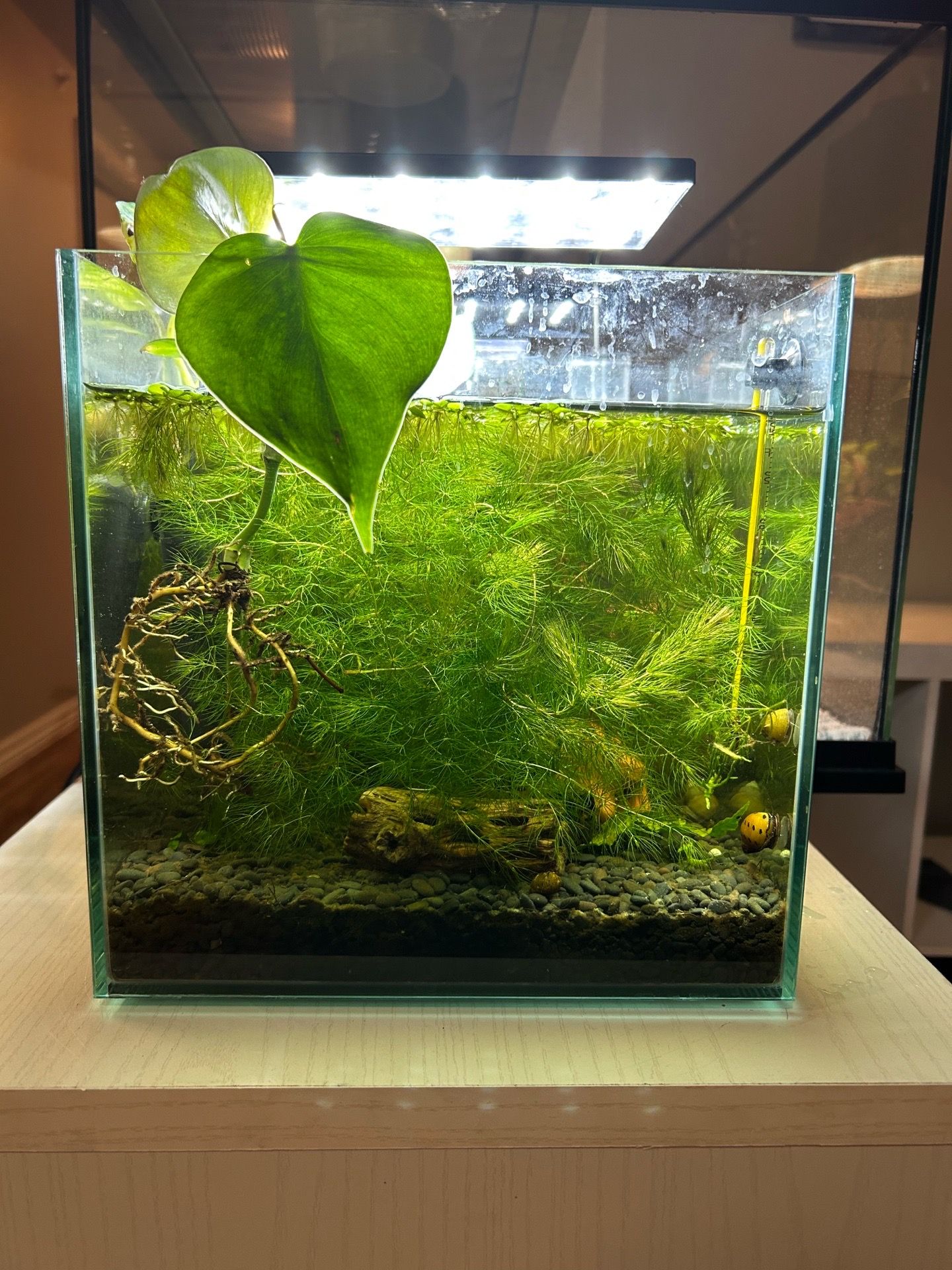 Nano Shrimp Cube