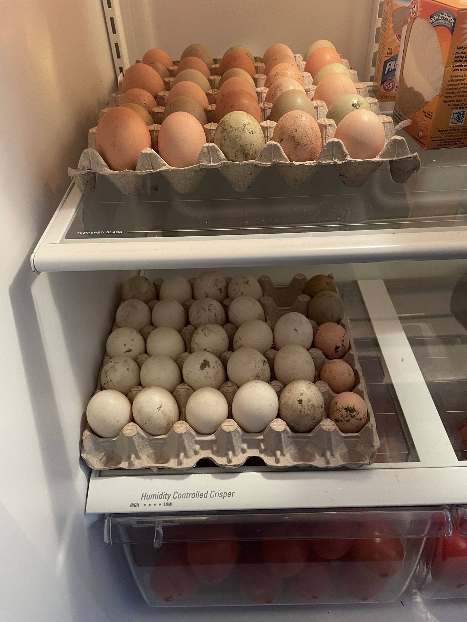 Fresh Duck Eggs 