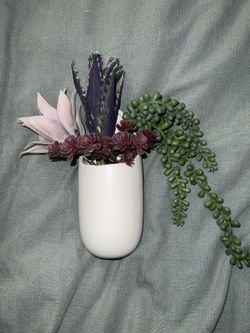 Wall Mounted Succulent Pot w/ Succulents 