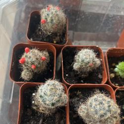 Little Candles Mammillaria Prolifera Cactus Cacti Flower Plant in a Pot
