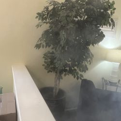 Silk Ficus Tree