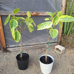 Ficus Altissima Plant 10" Pot 3.8ft Tall $15 Each