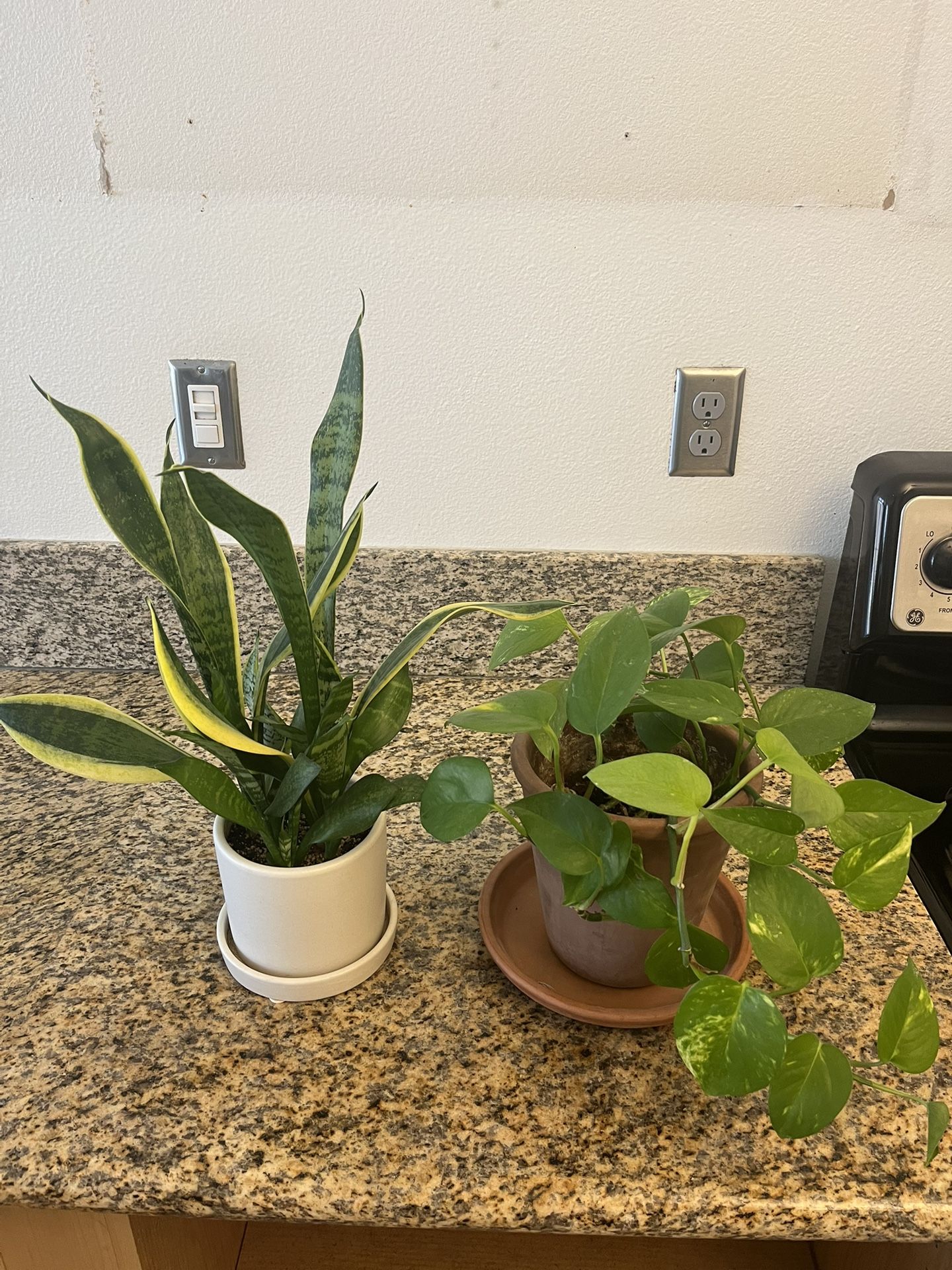 two potted plants