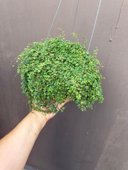 6” strings of frogs