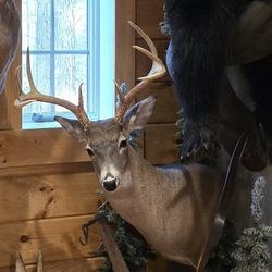 Whitetail Pedistal Mount