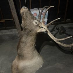 Taxidermy Elk Head Mount