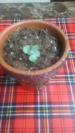 Mini clay pot succulent plant