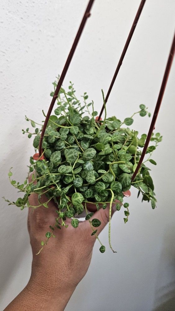 4" String Of Turtles (B)