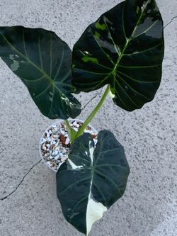 Alocasia Regal Shield Albo Variegated