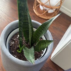 Snake Plant 