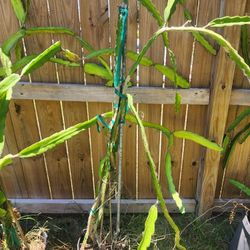 Condor Dragonfruit 
