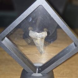 Black Shark Tooth In Showcase