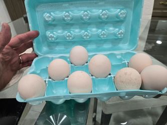 Peacock eggs