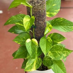 High Variegation Money Plant Pothos/ House Plant/ Indoor Plant Flower Patio Garden