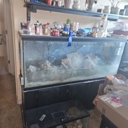 Salt Water Fish Tank