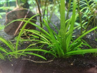 Dwarf Sag (Sagittaria Subulata) – Live Aquarium Plant - $5
