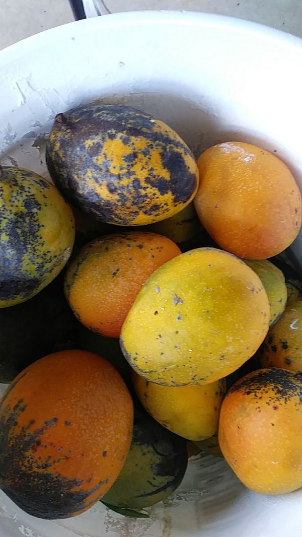 Mangos for Sale in Cape Coral, FL OfferUp