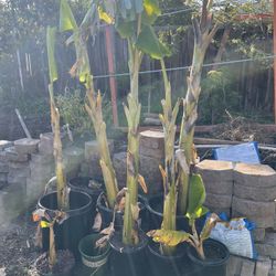 Organic  banana Tree 2 Years Old