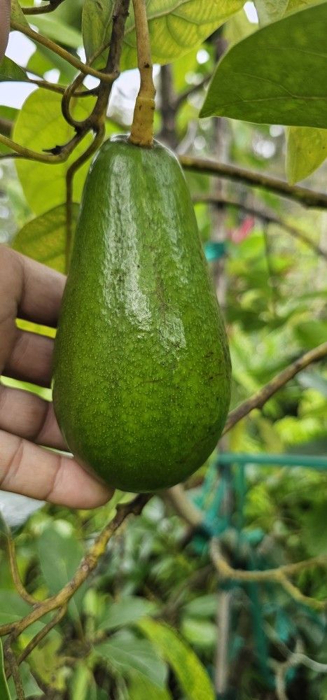 Day Avocado Tree Grafted