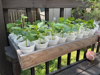 ORGANIC Cucumber plants $1 each