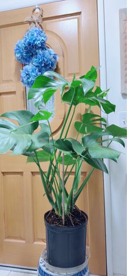 Beautiful Monstera Deliciosa Plants