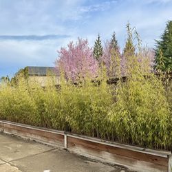 Bamboo (Clumping) Fergacia