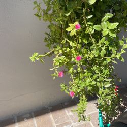 Beautiful succulent vine five pieces for a dollar or take the whole plant for 10