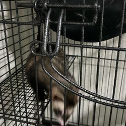 Ferret With Food And Water Bowls And Cage