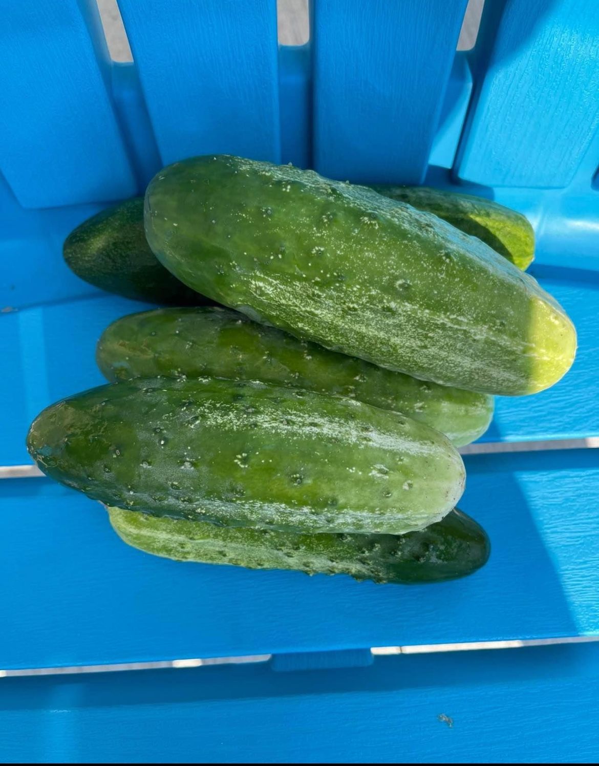 Fresh Organic Cucumbers 