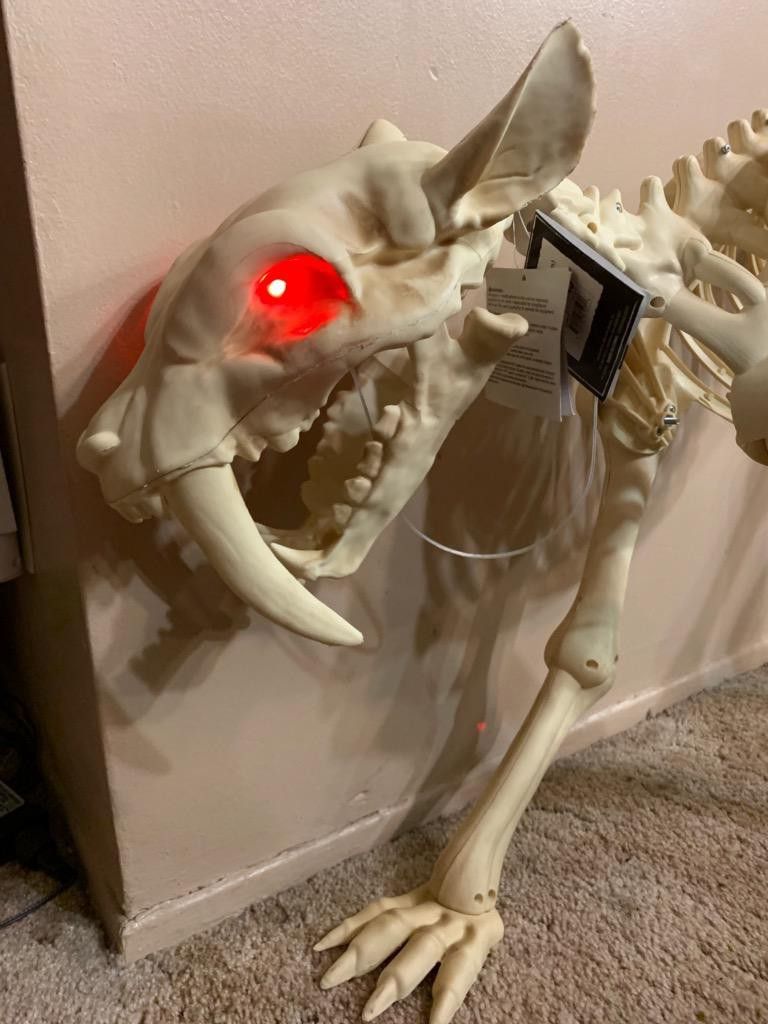 Halloween sabertooth tiger skeleton