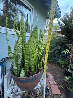Sansevieria / snake plant 24”