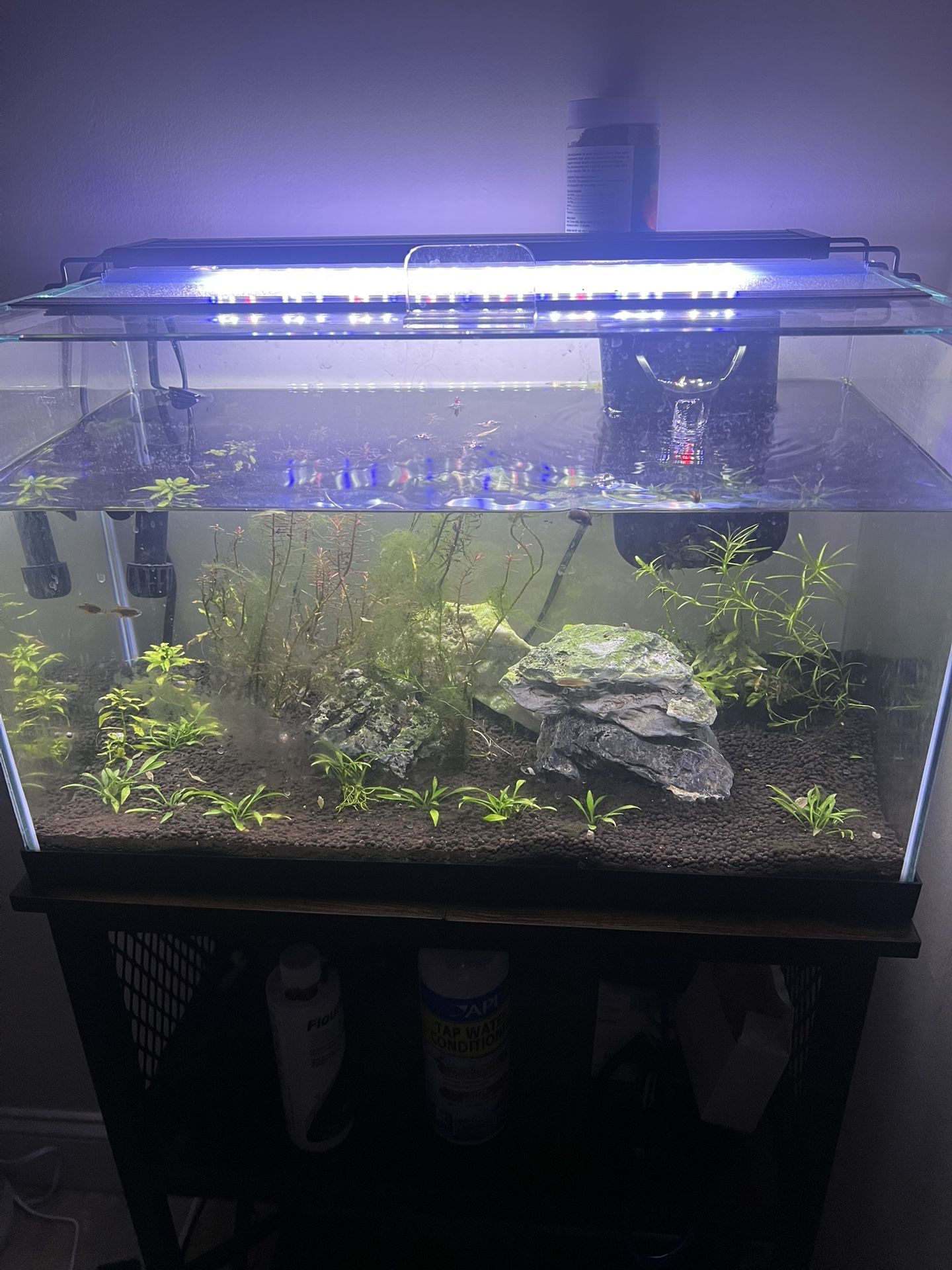 10 gallon Fish tank setup with plants